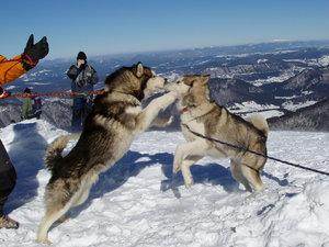 psie zaloty wysoko w górach