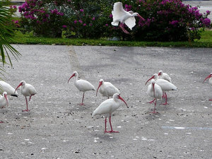 Stadko ibisów na parkingu