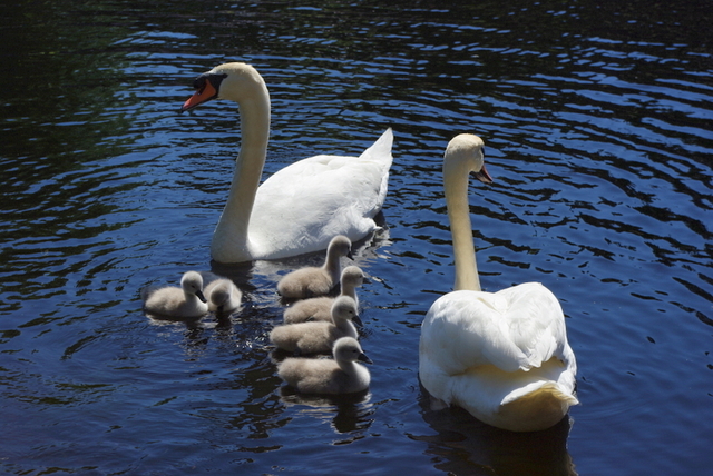 na kanale z Loch ness