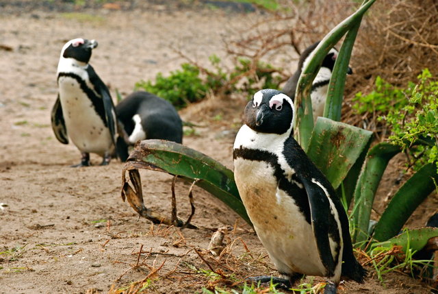 pingwiny na strazy