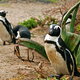 pingwiny na strazy