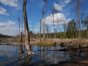 pod drodze Ruciane - Mikołajki