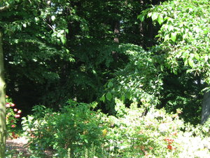 ogród botaniczny