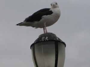 Mewa na Coney Island