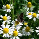 Motylek i kwiatki