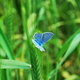 Niebieski motylek