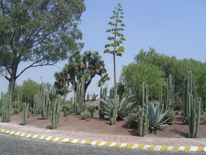 Teotihuacan