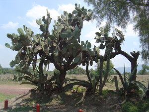 Teotihuacan