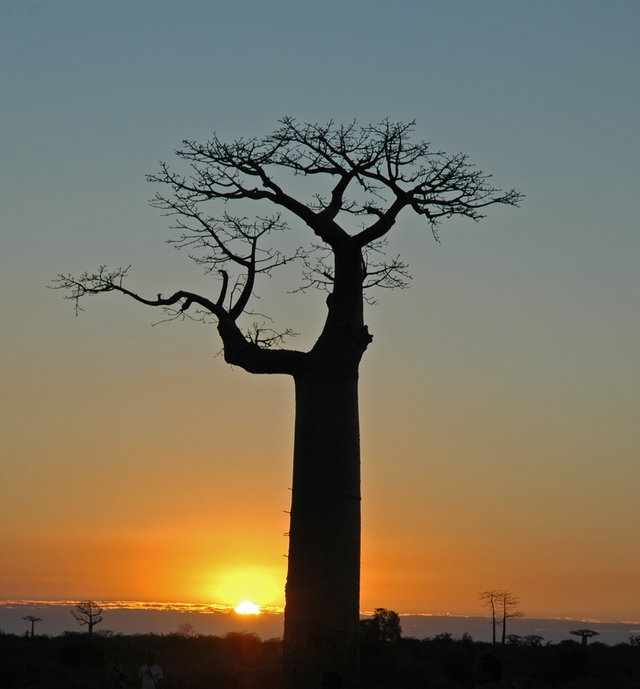 Baobab w Alei Baobow w okolicy Morondava, Madagaskar