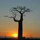 Baobab w Alei Baobow w okolicy Morondava, Madagaskar