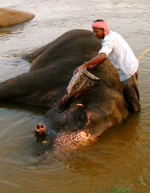 Mycie slonia