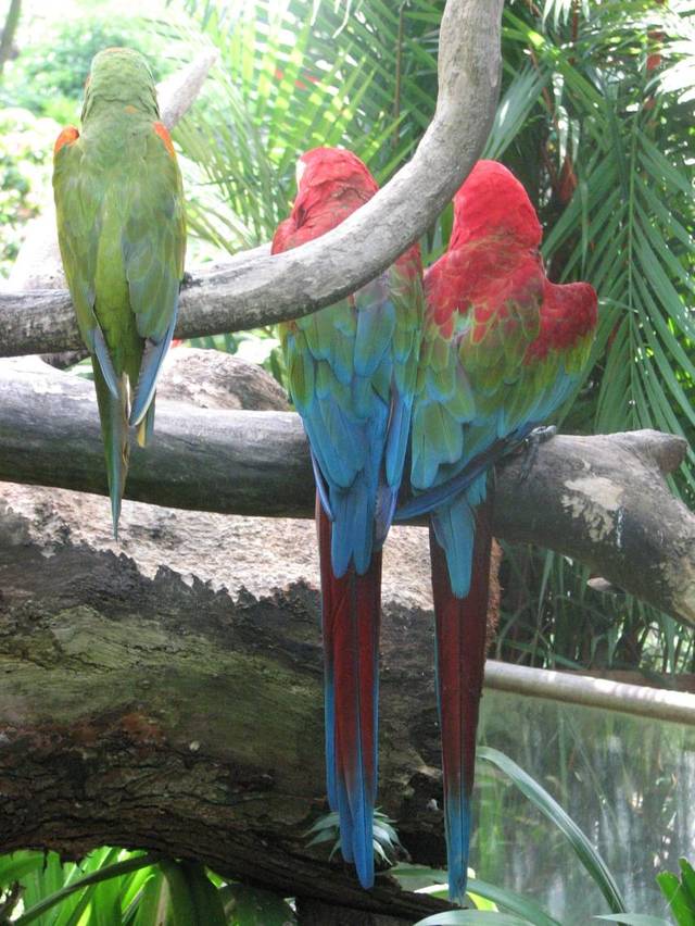 Jurong Bird Park