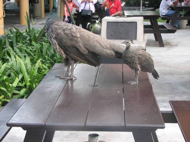 Jurong Bird Park