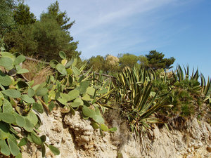 bogata roślinność na terenie Ostello