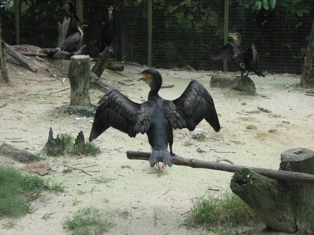Jurong Bird Park