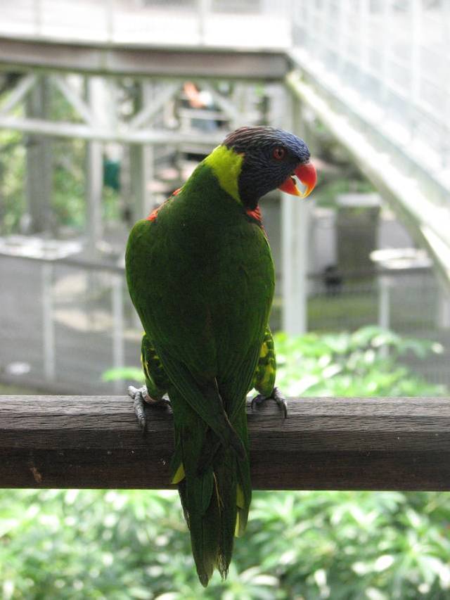 Jurong Bird Park