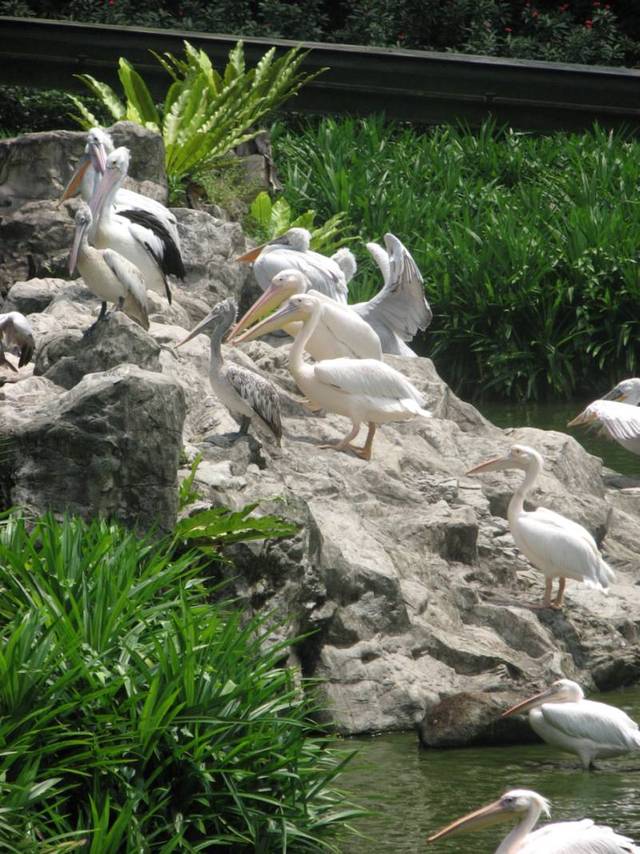 Jurong Bird Park