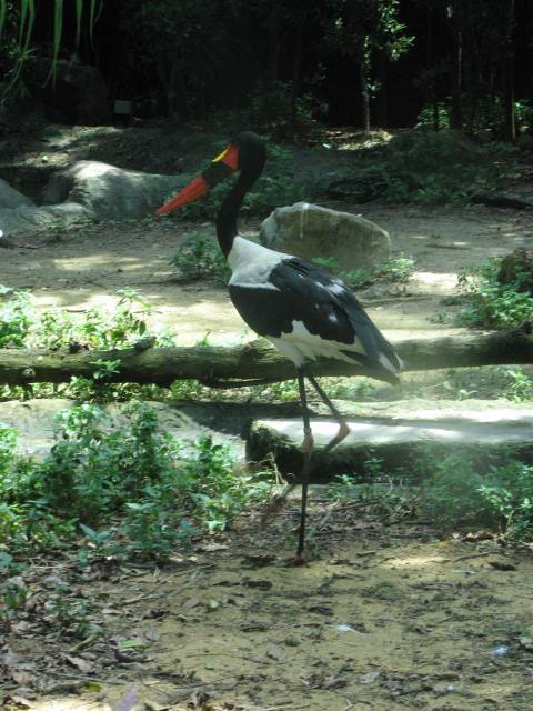 Jurong Bird Park