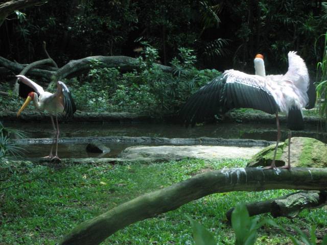 Jurong Bird Park