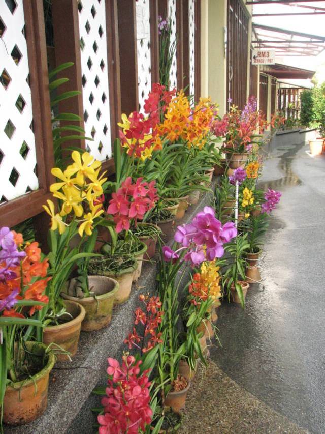 Orchid Garden