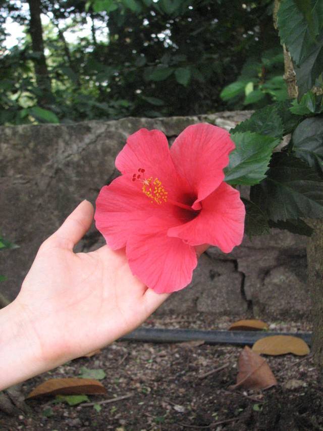 Orchid Garden