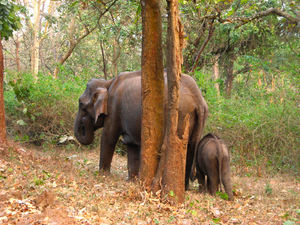 Znajoma slonica z malym