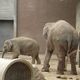 Zoo  14 - słonie