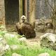 Zoo  16 - sęp
