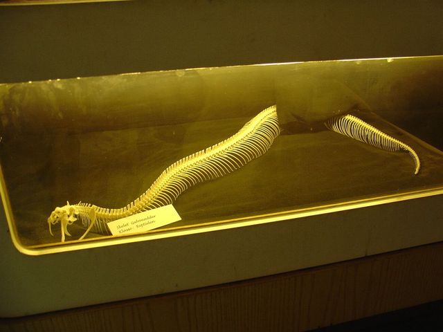 Zoo  20 - szkielet węża