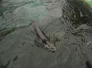 Zoo  21 - foczka