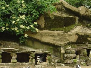 Zoo  26 - pingwiny