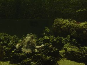 Zoo  29 - ośmiornica