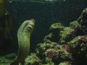 Zoo  30 - murena