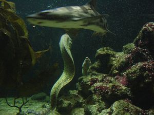 Zoo  31 - murena i rekin