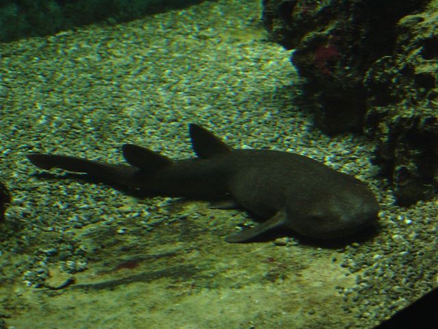 Zoo  34 - rekin