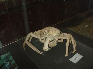 Zoo  38 