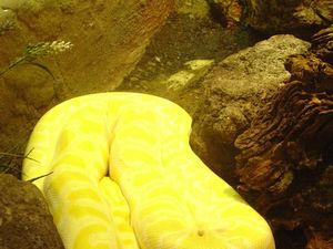 Zoo  49 - pyton zielony
