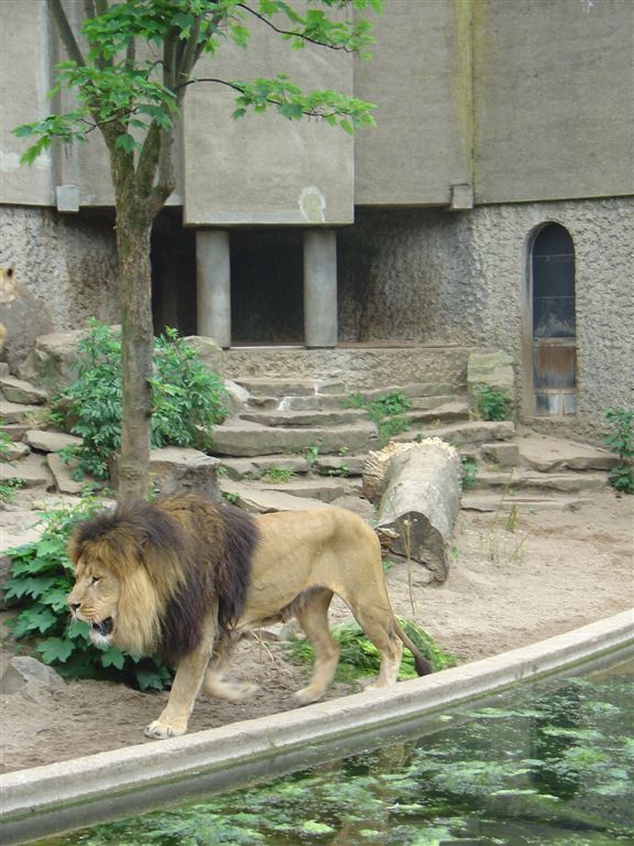Zoo  53 - lwy przed karmieniem
