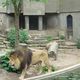 Zoo  53 - lwy przed karmieniem