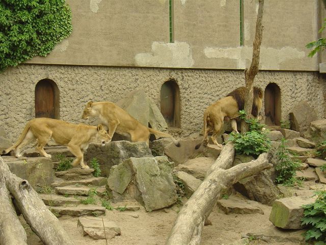 Zoo  54  - lwy przed karmieniem