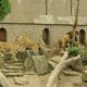 Zoo  54  - lwy przed karmieniem
