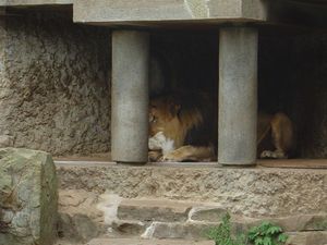 Zoo  56 - karmienie lwów
