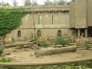 Zoo  57  - karmienie lwów