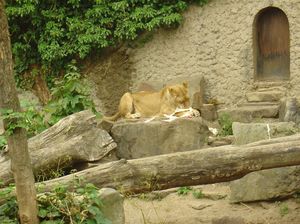 Zoo  60 - karmienie lwów