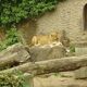Zoo  60 - karmienie lwów