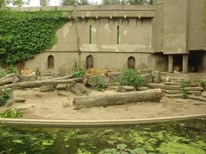 Zoo  61 - karmienie lwów