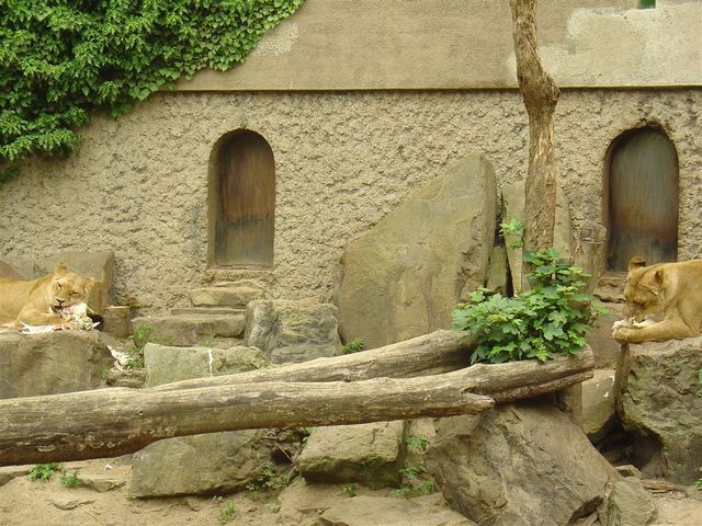 Zoo  62 - karmienie lwów