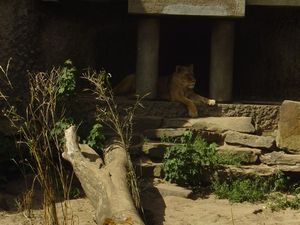 Zoo  63 - odpoczynek lwów po jedzeniu
