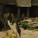Zoo  63 - odpoczynek lwów po jedzeniu