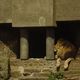 Zoo  64  - odpoczynek lwów po jedzeniu